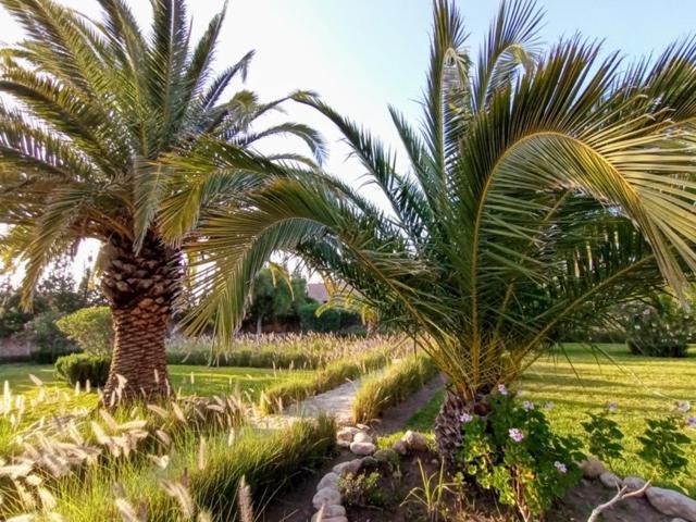 Dar Maha - Amazing - Pool 15x5m Be Heated Villa Esauira